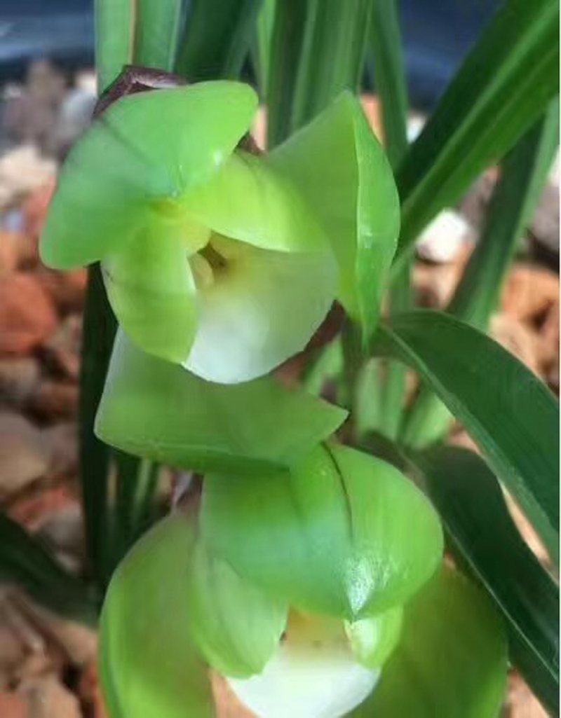 兰花不小心弄倒了有影响吗,84消毒液可以给兰花消毒吗