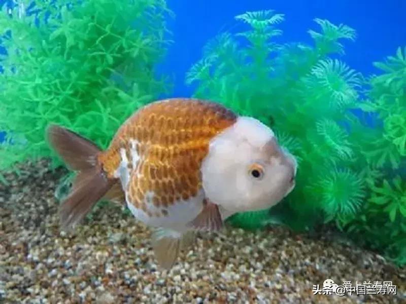 兰寿金鱼鲨鱼鳍品种图片大全,金鱼泰狮与兰寿是一个品种吗