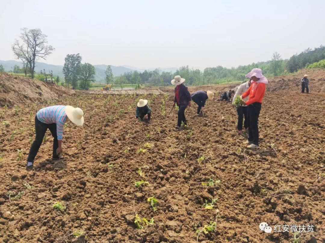 海报｜南京“小洋金菊”落户湖北红安助力脱贫攻坚
