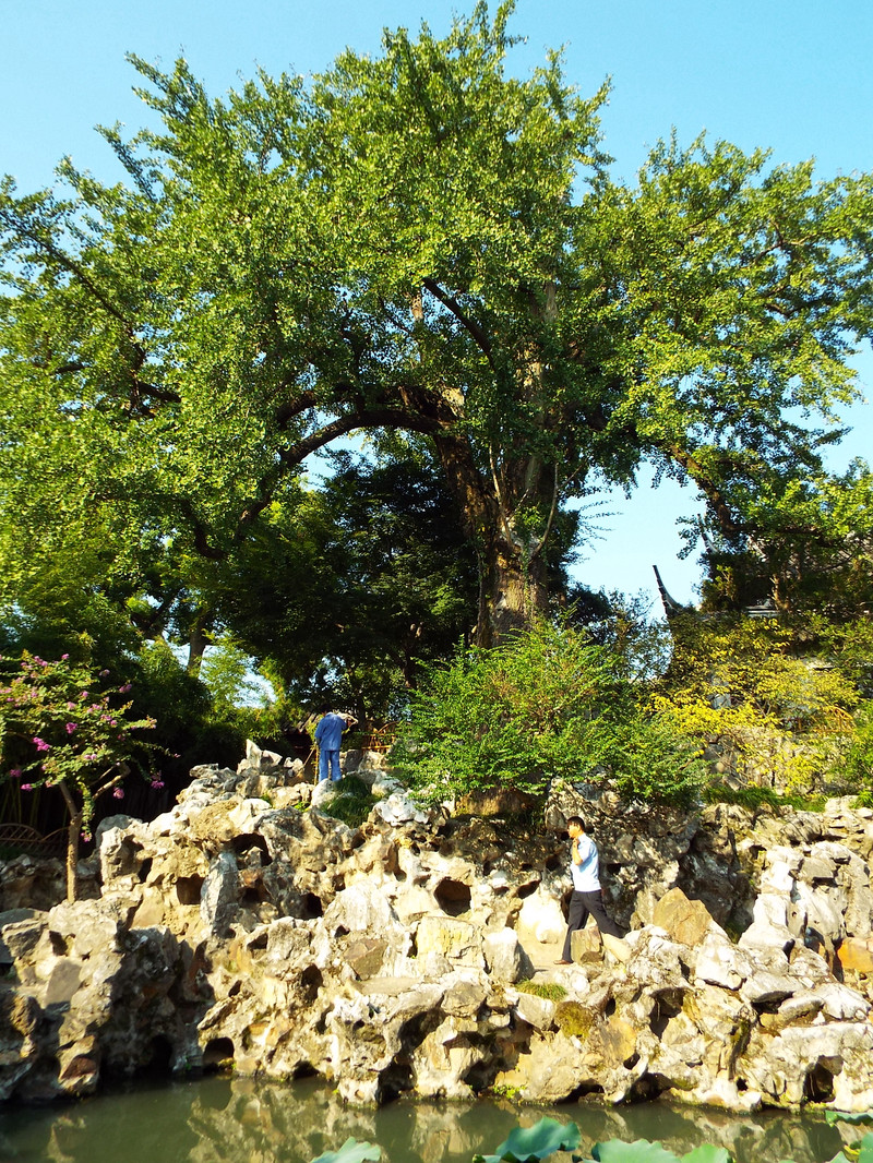 苏州古典园林中的狮子林,在苏州有哪些值得去的景点