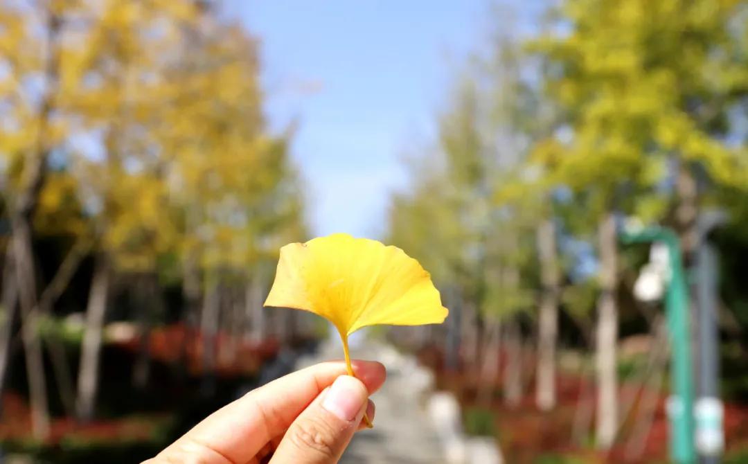 郑州航空港区CBD在什么位置,航空港区下半年新楼盘