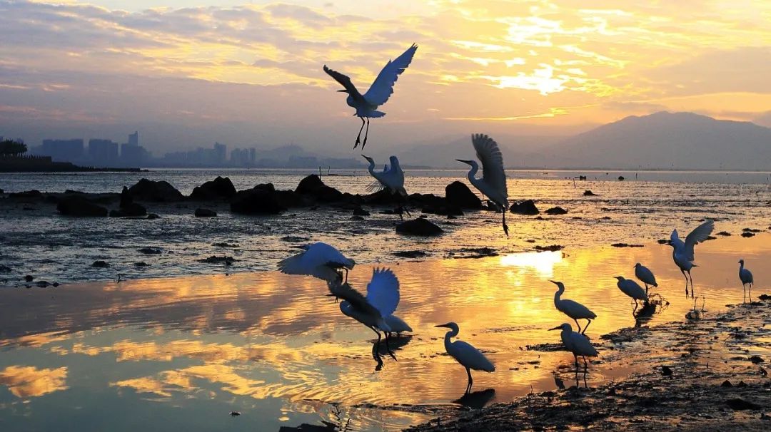 深圳湾在哪里,深圳湾是什么区的