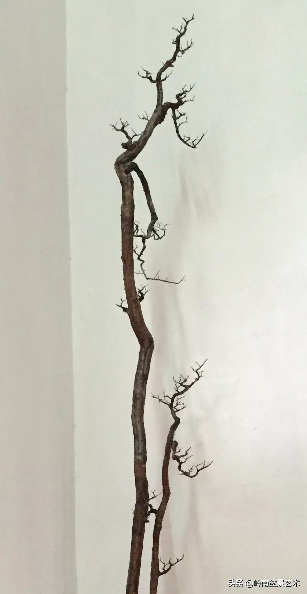 文人杂木盆景精品欣赏,可以做盆景的杂木图片大全