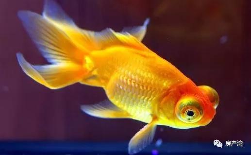 金鱼怎么养鱼不会死,金鱼全死了后怎样重新养鱼