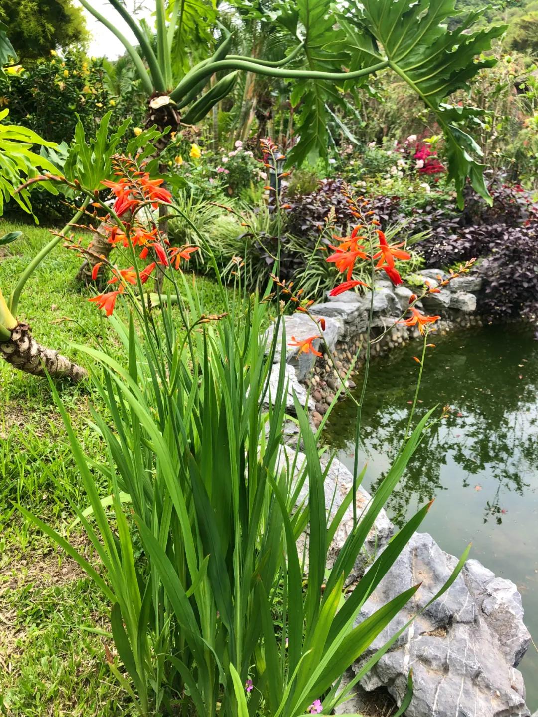 花园庭院设计花卉园艺,花园搭配的草类植物