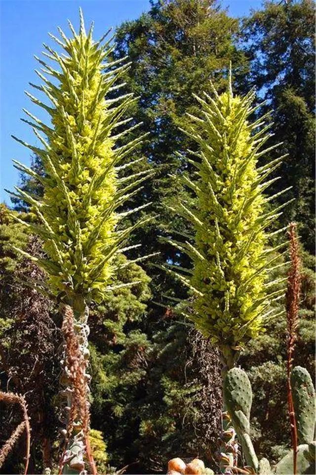 神奇植物“食羊树”，能够自己抓羊吃，村民一发现就要立马烧毁