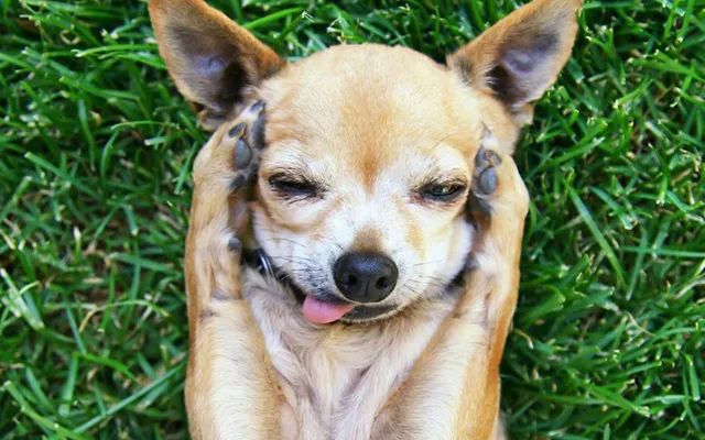 又一只狗被棉签掏聋：主人处理的方法，比耳螨更可怕