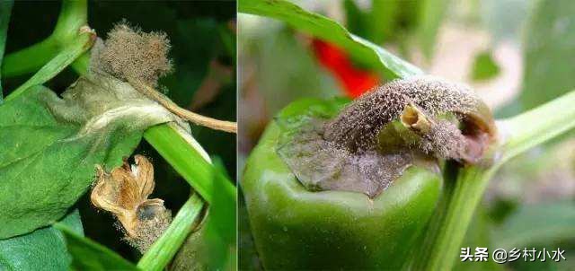 辣椒的灰霉病体现是什么症状,辣椒灰霉病会黄叶掉叶子吗