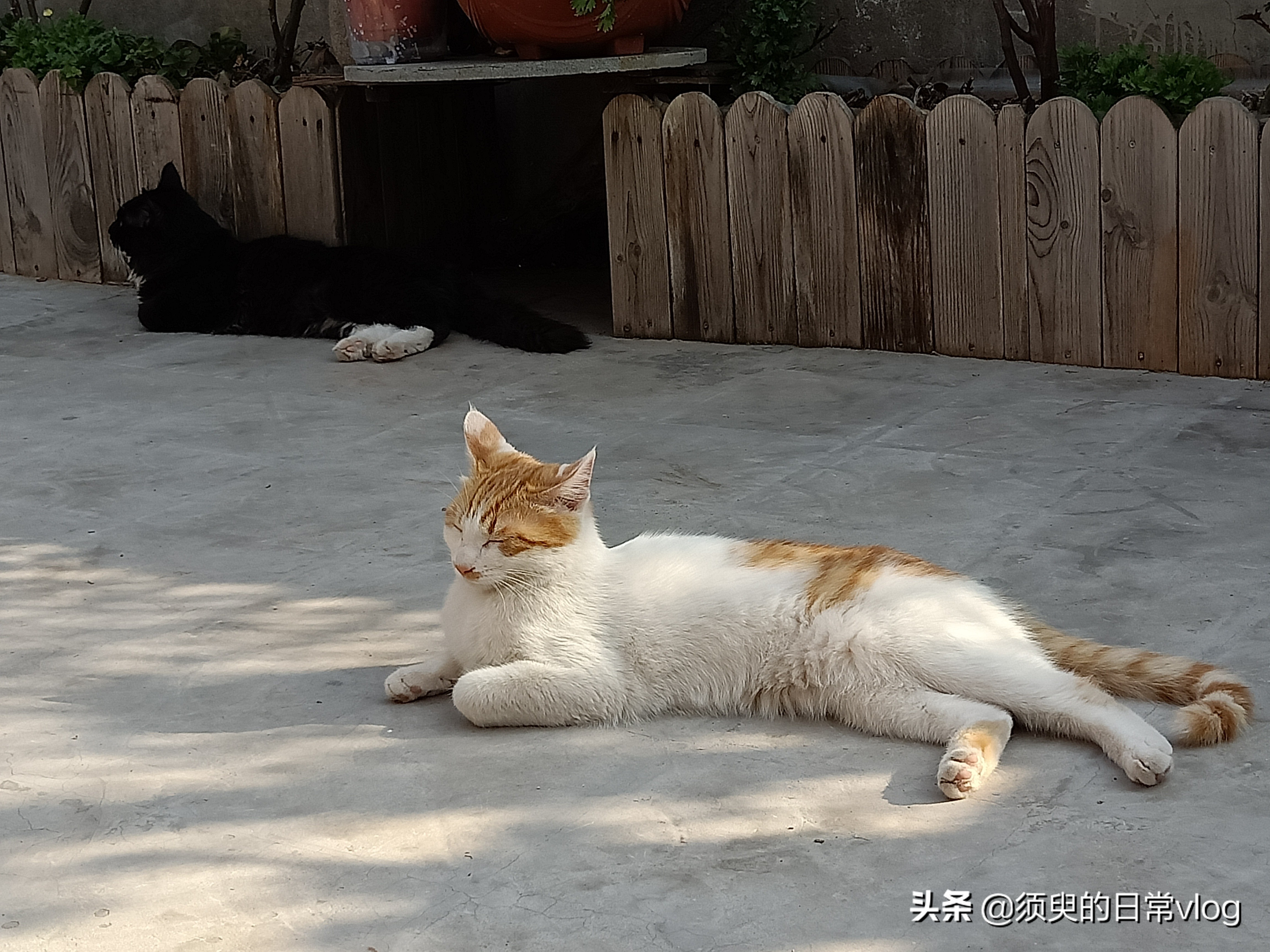 朋友的猫寄养在我家我的猫很凶,猫寄养在别人家有什么禁忌
