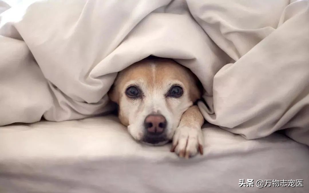 狗狗感冒不可轻视，预防诊治两手抓，铲屎官们注意啦