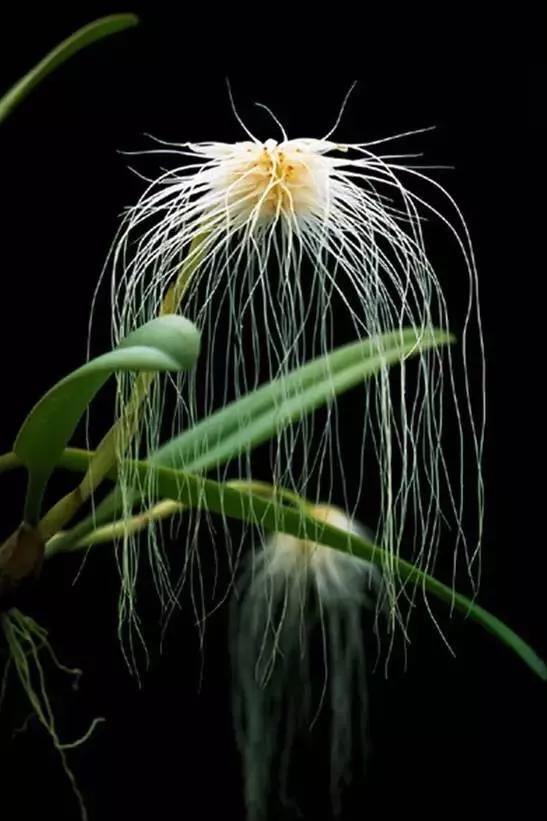 顶级珍稀兰花品种大全视频,珍稀兰花摄影