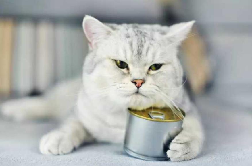 鍏荤尗濂界墿鍒嗕韩618鍥よ繖浜涘氨澶熷暒,鍏荤尗蹇呭洡濂界墿