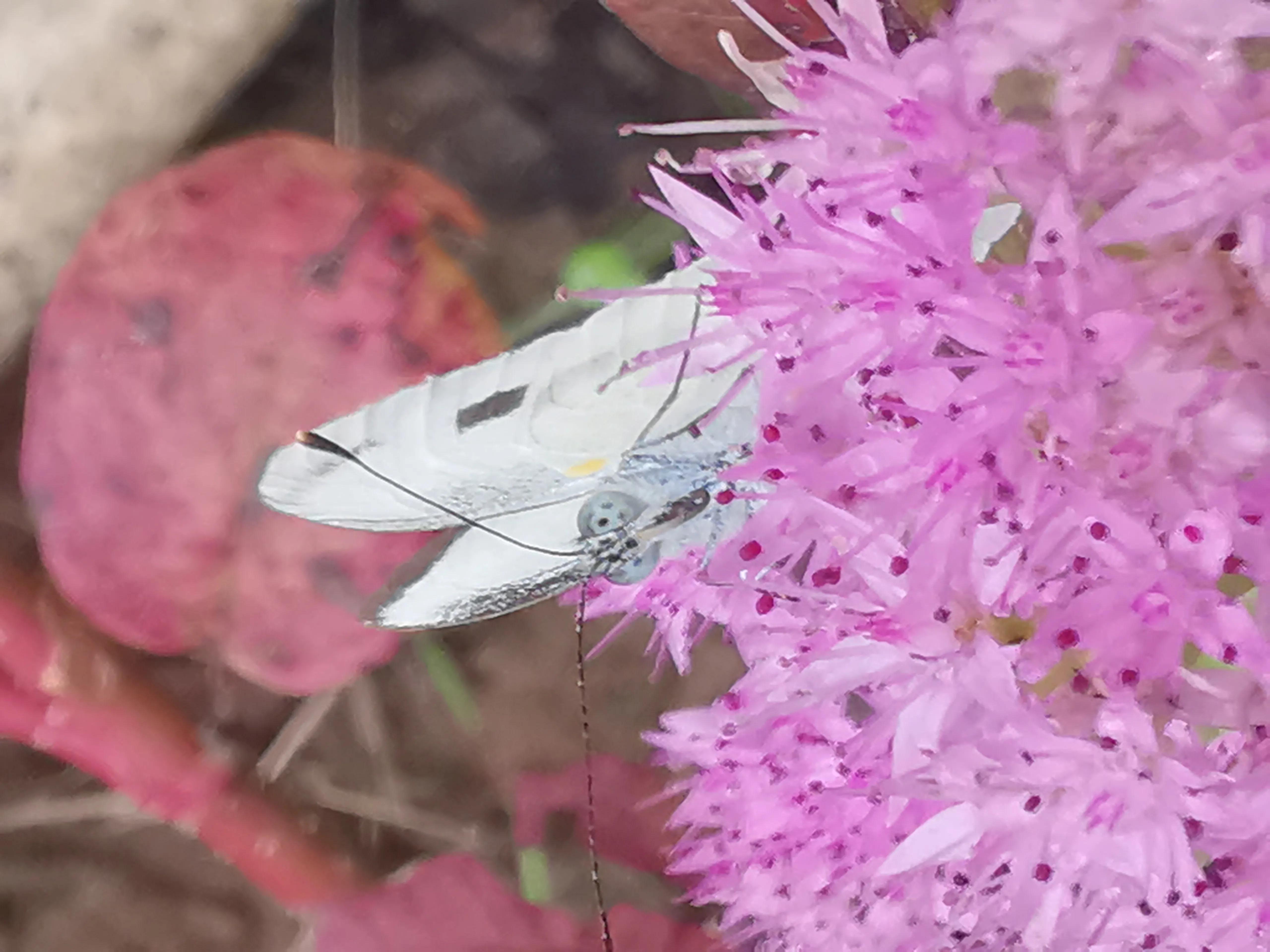 凤山温泉,北京金隅凤山温泉特色