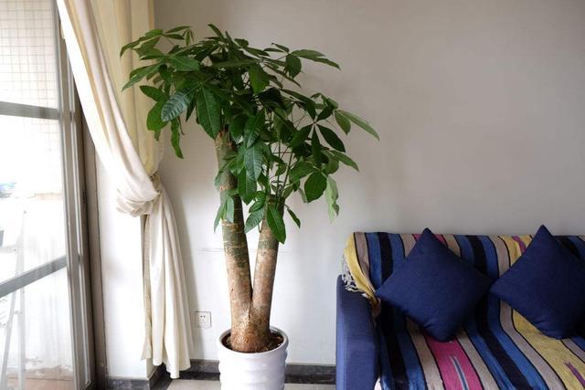 盆里加上“黄金豆”，叶片油亮亮，烂根黄叶都没有，发财树真好养