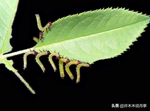 月季治病虫特效药,治疗月季病虫害最好的药有哪些