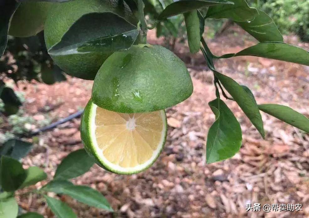 带有柠檬味的橙子,自带柠檬清香