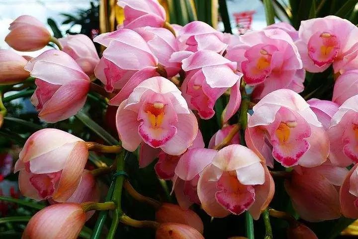 哪种兰花最好养四季开花又很香,春节养什么兰花最香好看