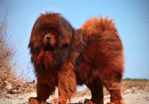 新手养刚出生小狗的攻略,刚养小狗该怎么做