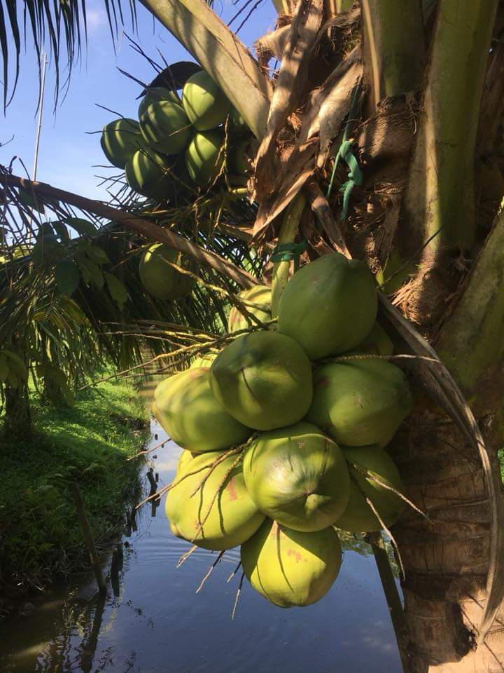 越南芹苴水上活动,越南芹苴水上市场