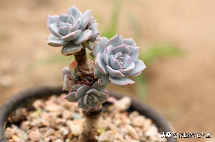 蓝姬莲和蓝石莲多肉哪个好养,蓝石莲多肉移盆