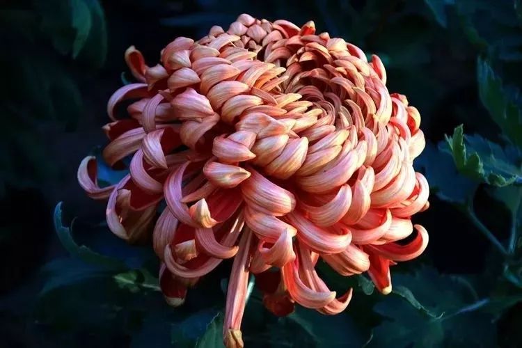 花中四君子菊花国画用笔,花中四君子菊花高清图片