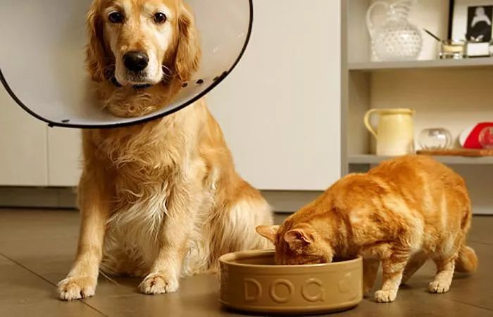 泰迪吃了发霉的狗粮不适怎么办,泰迪吃什么会导致肾衰竭