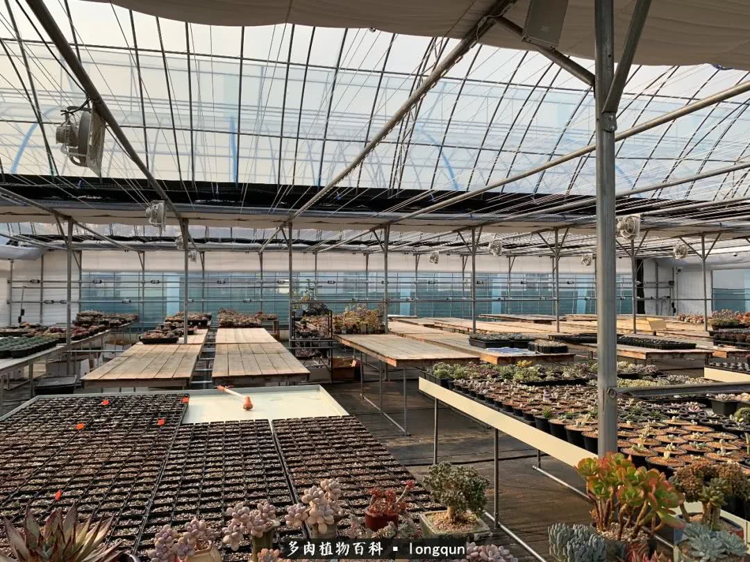 肉叔带你走遍韩国多肉大棚,记一次精彩的采摘之旅