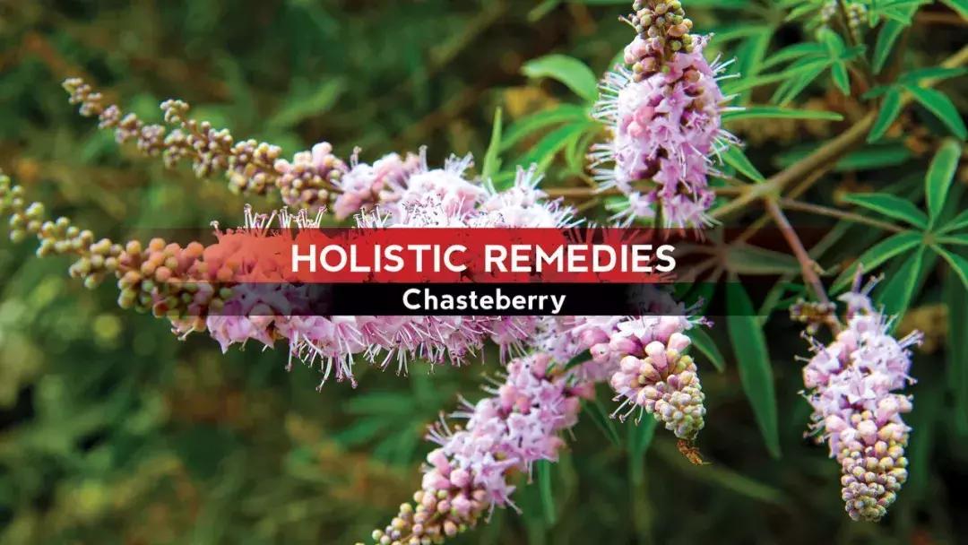 圣洁莓会促进卵泡发育吗,圣洁莓对痛经有好处吗