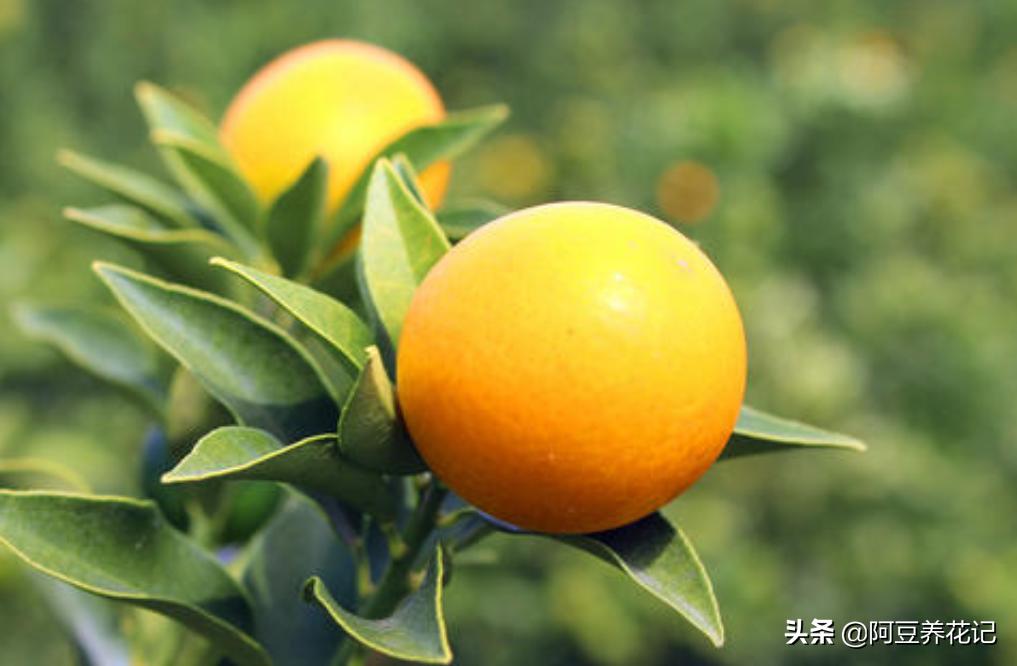 养了4年的金桔树为何不开花结果,盆栽金桔不修剪会怎么样