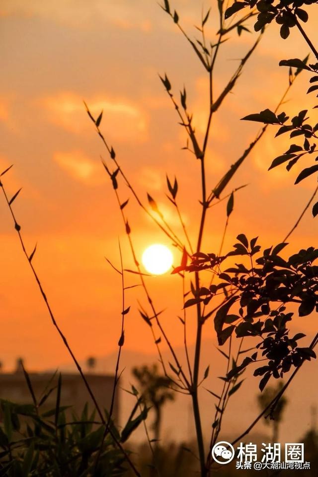 揭阳水上莲花公园,揭阳莲花景点