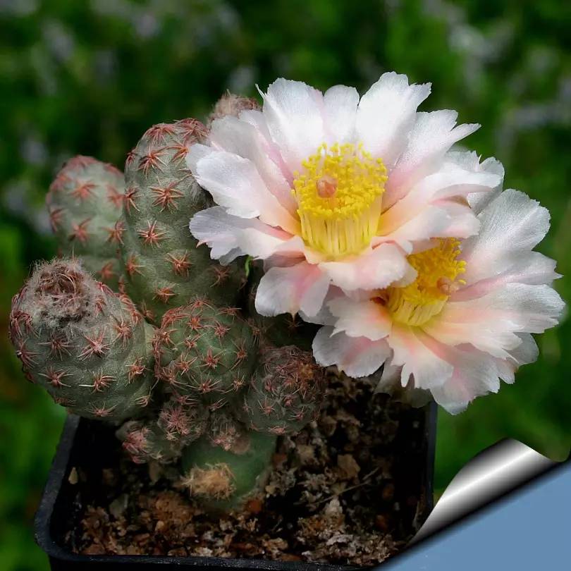 足球团扇图片,足球团扇学名