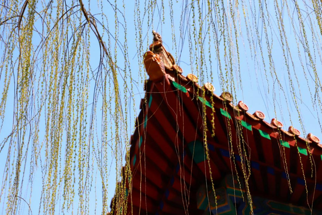 春天里最美的花儿，语文课本上的天下第一……一定要带孩子来