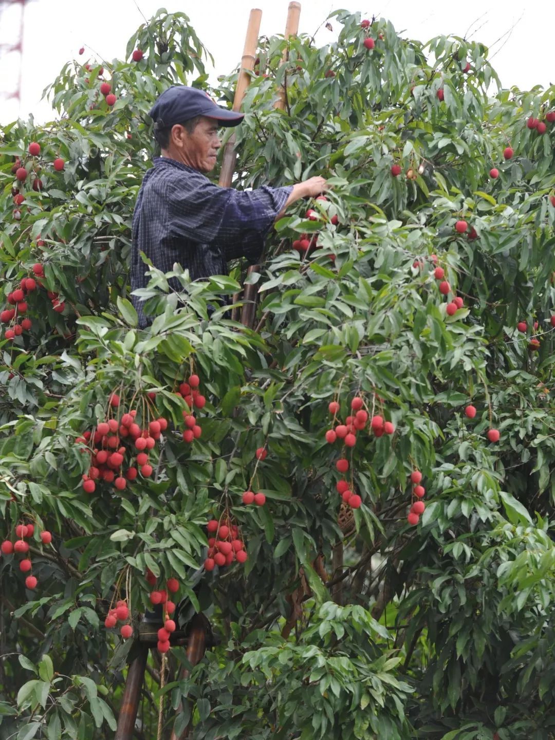 流传千年的风味，那一抹不变幻的甜，是莆田人心头好