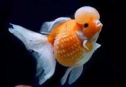 精品皮球珍珠金鱼图片,龙睛珍珠鳞金鱼