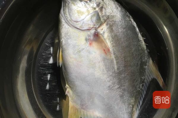 这鱼是“海里小人参”，1斤35，益气养血，护眼明目，贵点也值得
