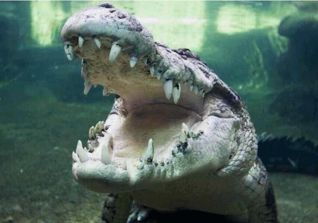 鳄鱼的饲养管理办法有哪些,扬子鳄养殖需要注意什么