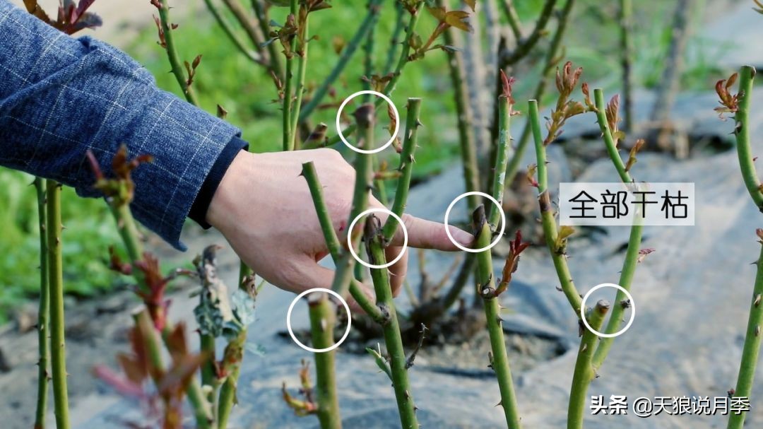 月季枝干从顶端开始枯萎,枝条由上向下发黑枯萎