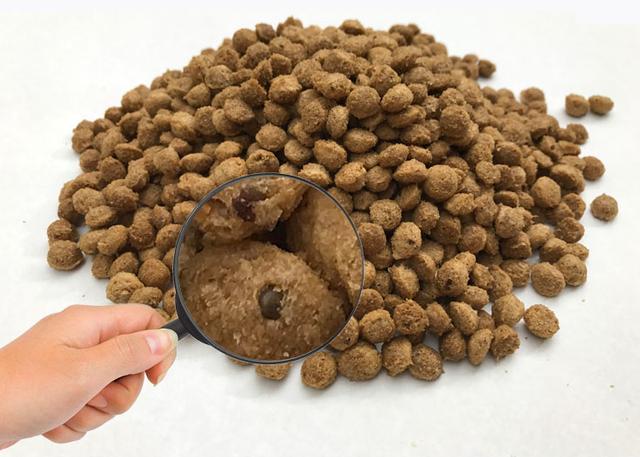 巴哥犬饲养注意事项和禁忌症,饲养巴哥犬的正确方式是什么