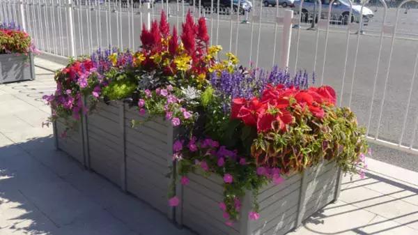 鹿邑百城建设效果图,百城提质工程