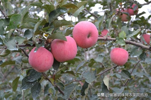 蓟县黄崖关长城夜游,蓟州黄崖关长城旅游攻略