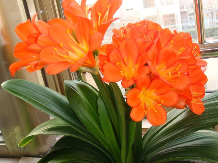 蚯蚓粪发酵好还是不发酵好,蚯蚓粪能改善土壤板结吗