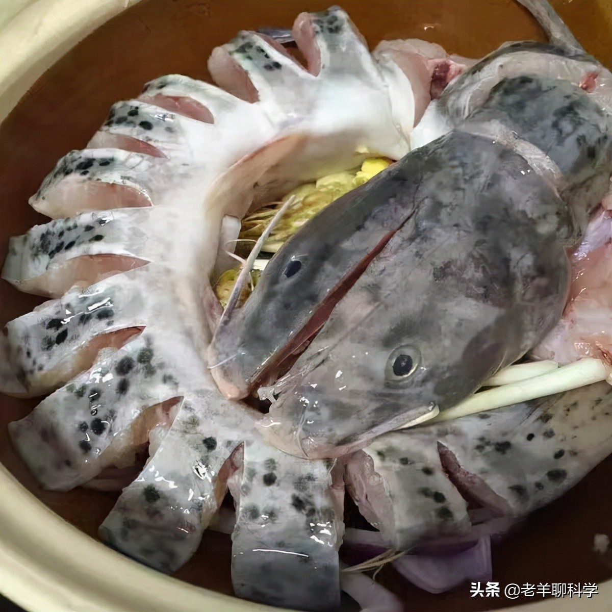 三男子猎捕芝麻剑被刑拘,3男子猎捕芝麻剑被刑拘