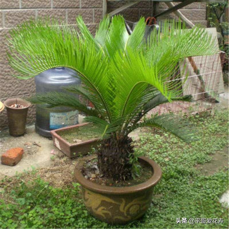 怎样使铁树的叶子变油绿,铁树叶子不油绿什么原因