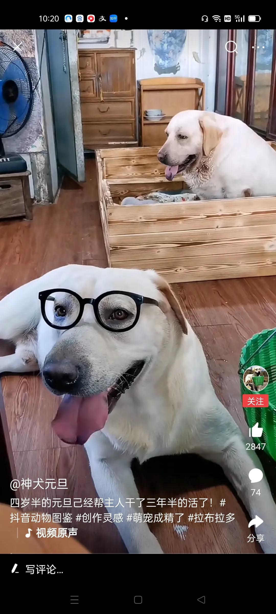 五只最受欢迎的网红狗子,最受欢迎的五大网红狗