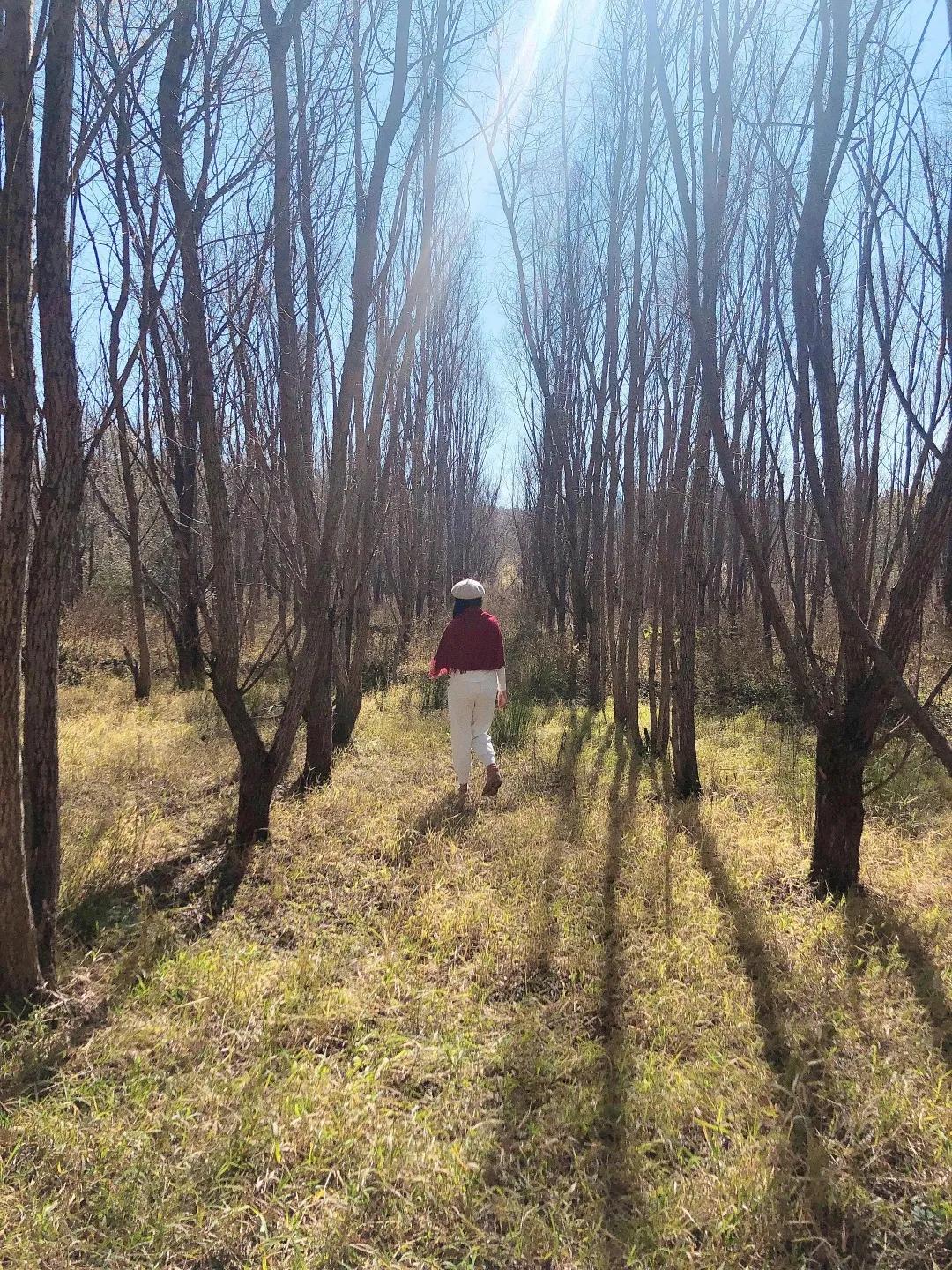 昆明甸尾村的水杉真的太美了,昆明甸尾水杉林网红打卡地