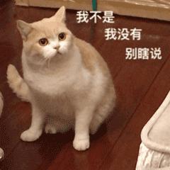 猫咪突然睡在猫砂盆里是什么情况,猫咪突然不在猫砂里尿了怎么回事