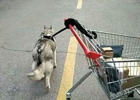 为什么哈士奇那么二,为什么哈士奇号称二哈