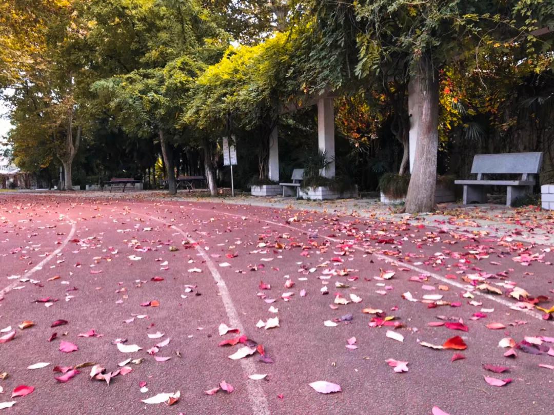 最美的风景美丽的校园,最美的风景就是校园