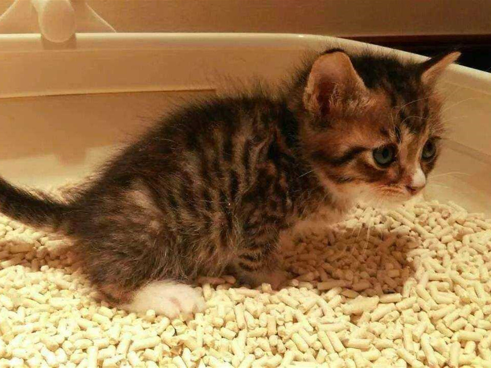 家里养猫的味道大还是狗的味道大,家里养猫太脏大便太臭