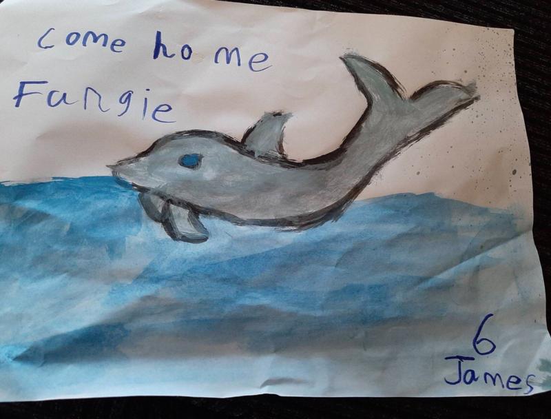 陪伴人类37年后，爱尔兰的明星海豚消失于海上